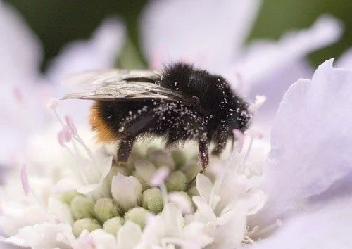 7239923hummel-1