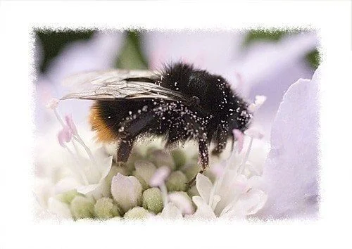 7239923hummel-3