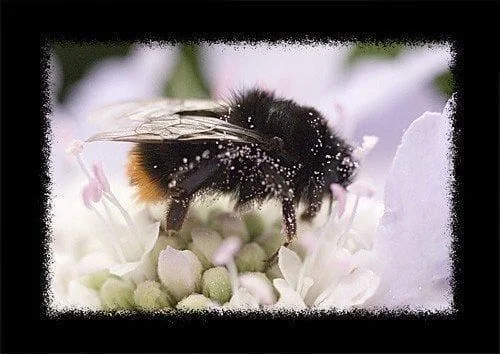 7239923hummel-4