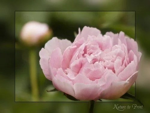 Rosa Pfingstrose