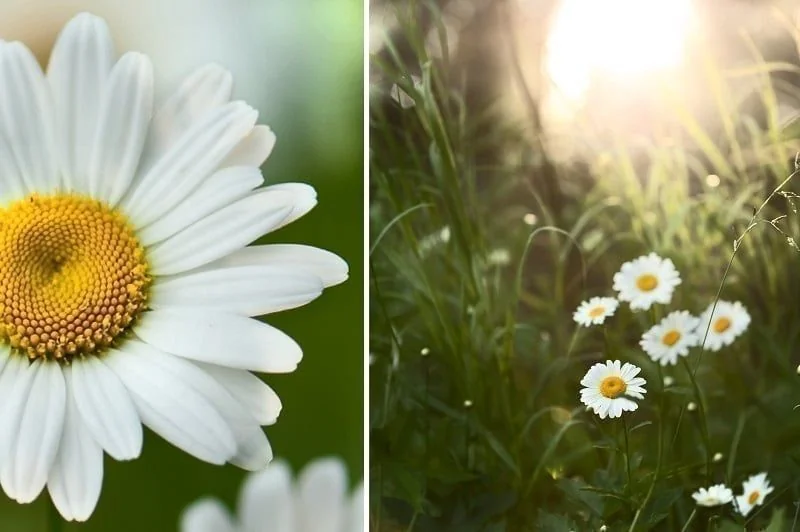 Diptychon mit Gänseblümchen im Überblick und in Nahaufnahme