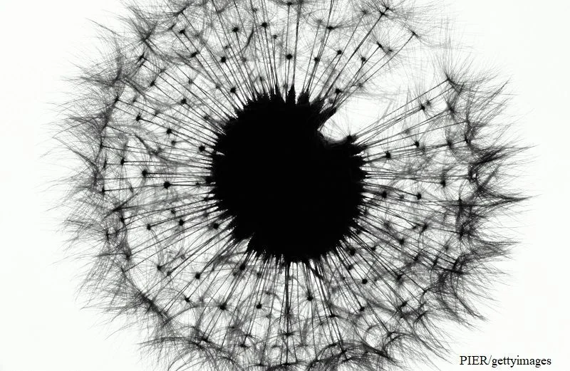 Schwarzweiß Foto Pusteblume