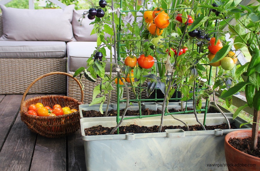 Gemüsegarten auf dem Balkon
