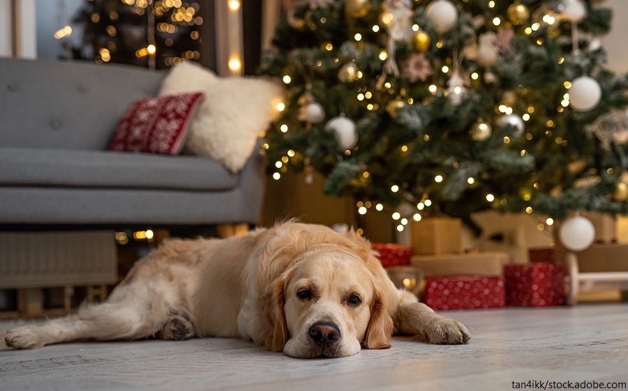 Ein entspannter Hund liegt vor einem festlich geschmückten Weihnachtsbaum mit Geschenken und Lichtern