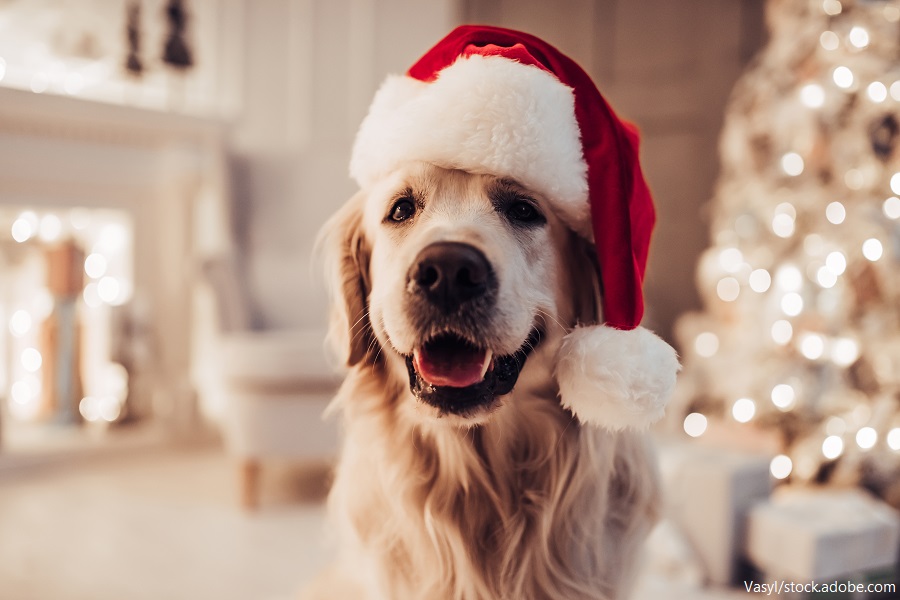 Hund mit roter Weihnachtsmütze