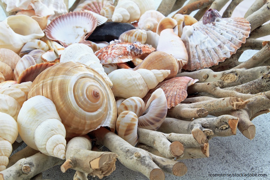 Maritime Sommerdeko mit Muscheln